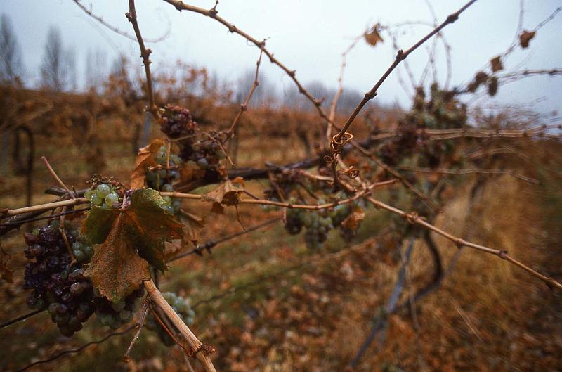 1996-10 Late Harvest Picking 01.jpg